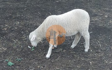 Property slide 13