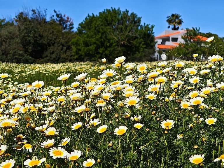 Moradia Isolada T3 Venda em Guia,Albufeira 45