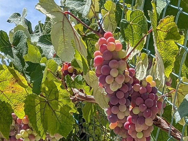 Moradia Isolada T3 Venda em Albufeira e Olhos de Água,Albufeira 69
