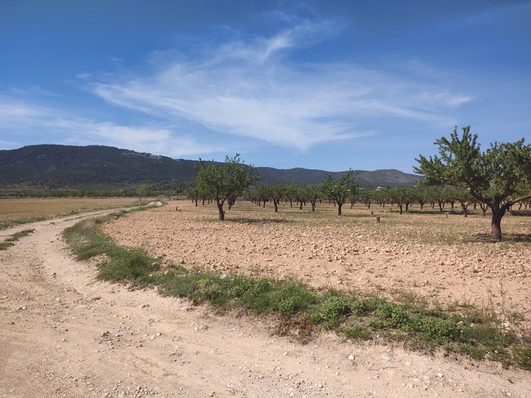 Villa for Sale in Inland Pinoso, Alicante 6