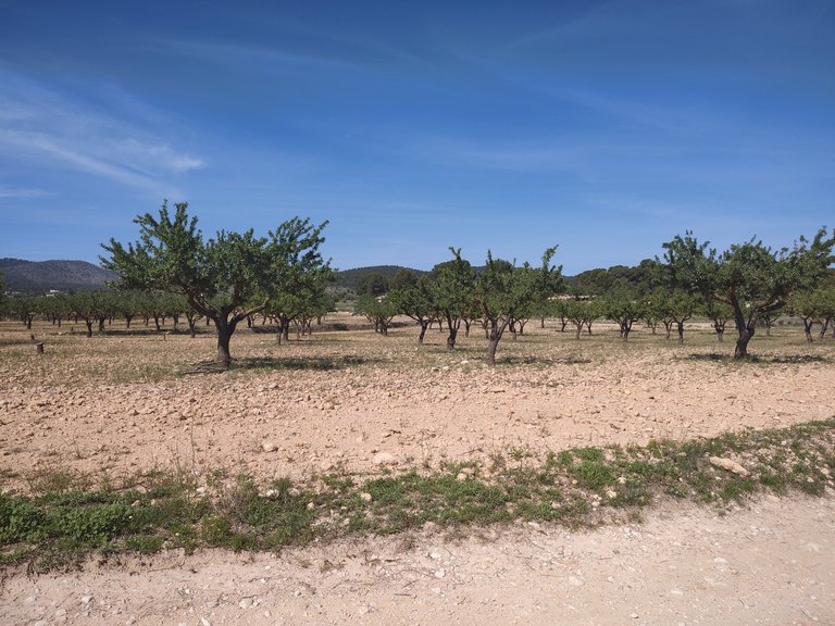 Villa for Sale in Inland Pinoso, Alicante 7