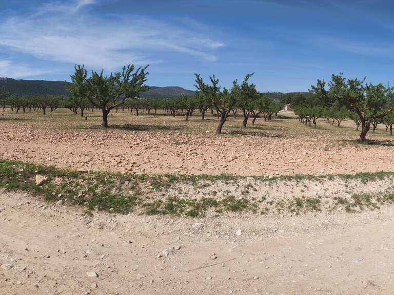 Villa for Sale in Inland Pinoso, Alicante 8