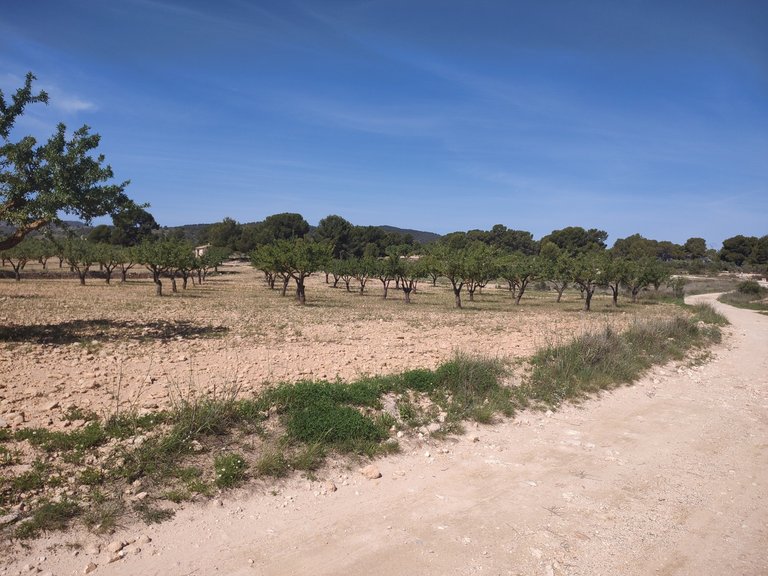 Villa for Sale in Inland Pinoso, Alicante 9