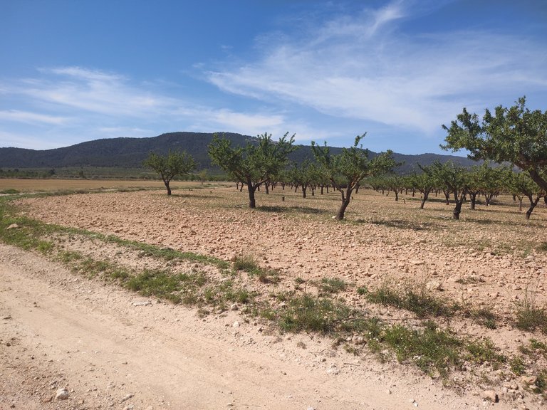 Villa for Sale in Inland Pinoso, Alicante 10