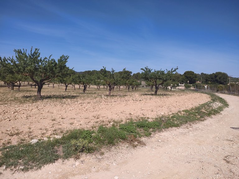 Villa for Sale in Inland Pinoso, Alicante 11
