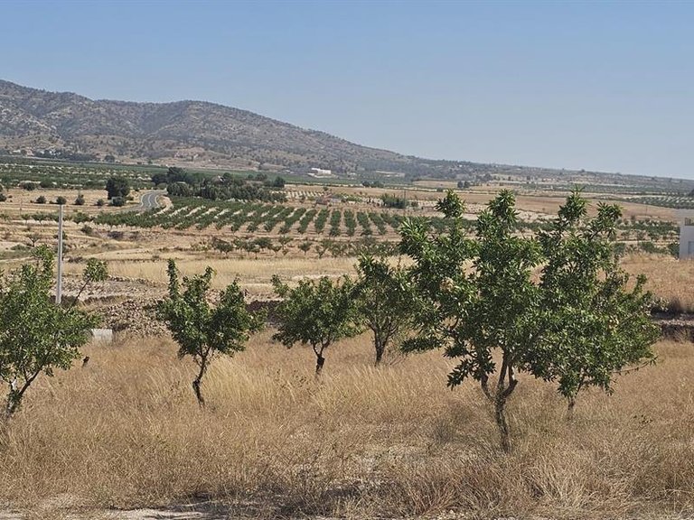 Villa for Sale in Jumilla, Murcia 14
