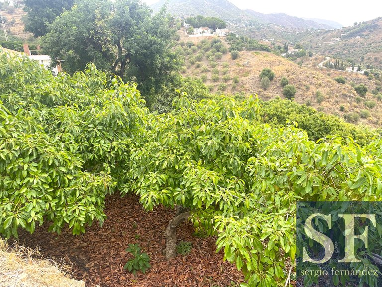 Villa for Sale in Cómpeta, Malaga 17