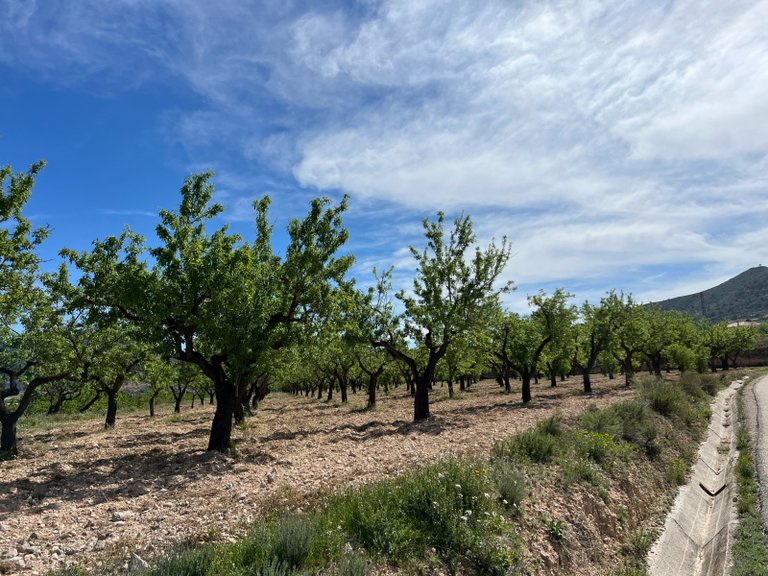 Plot for Sale in Hondón De Los Frailes, Alicante 3