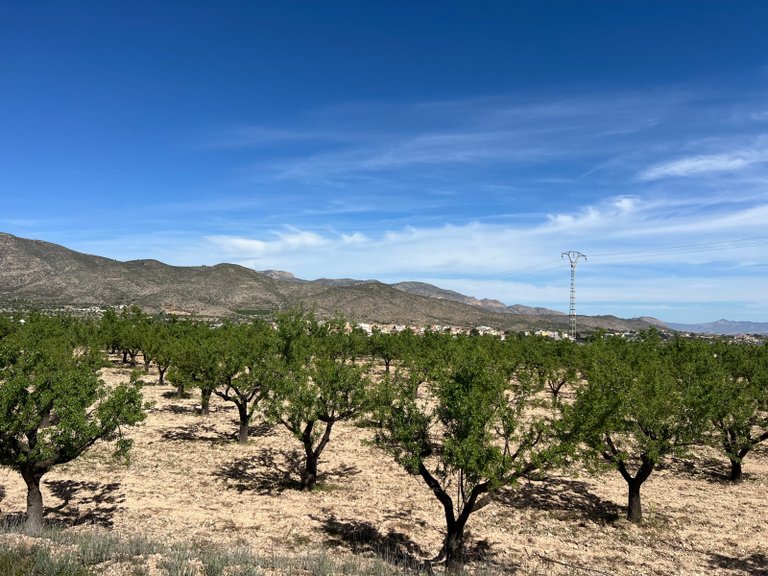 Plot for Sale in Hondón De Los Frailes, Alicante 8