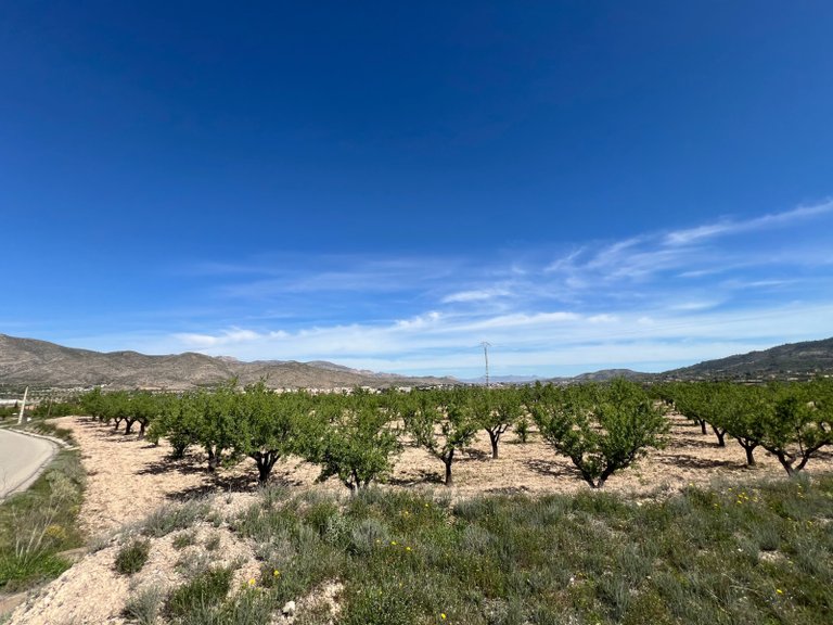 Plot for Sale in Hondón De Los Frailes, Alicante 5
