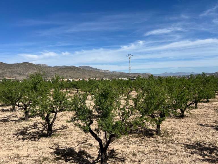 Plot for Sale in Hondón De Los Frailes, Alicante 12