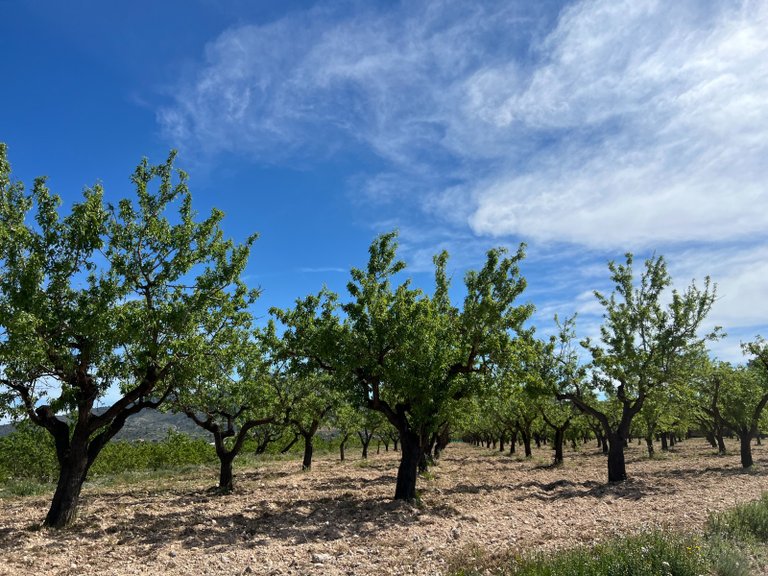 Plot for Sale in Hondón De Los Frailes, Alicante 1