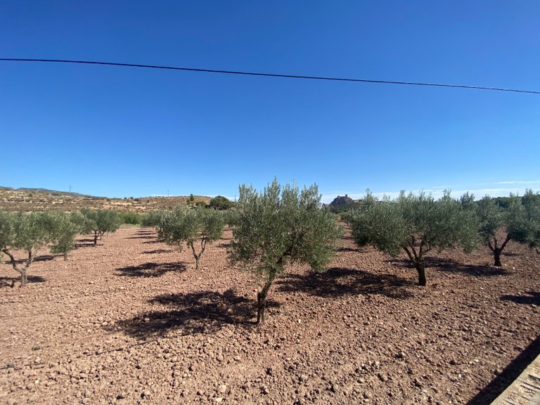 Country House for Sale in Sax, Alicante 7
