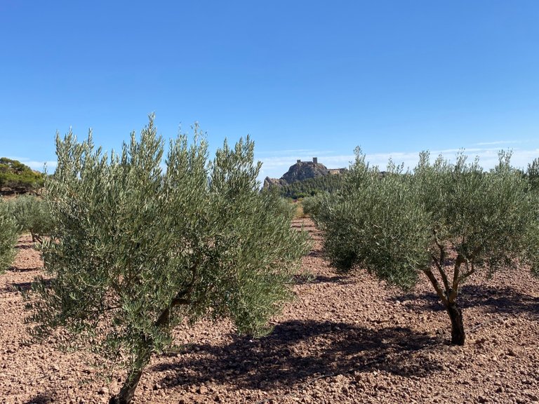 Country House for Sale in Sax, Alicante 8