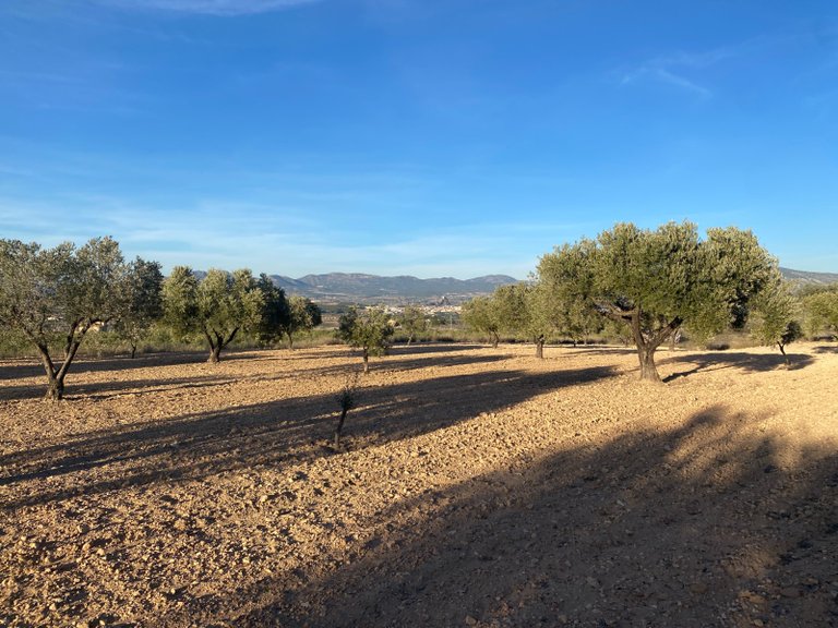 Plot for Sale in Elda, Alicante 6