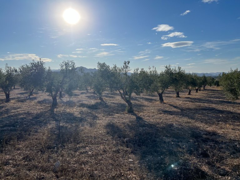 Country House for Sale in Sax, Alicante 13