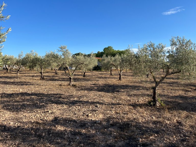 Country House for Sale in Sax, Alicante 15