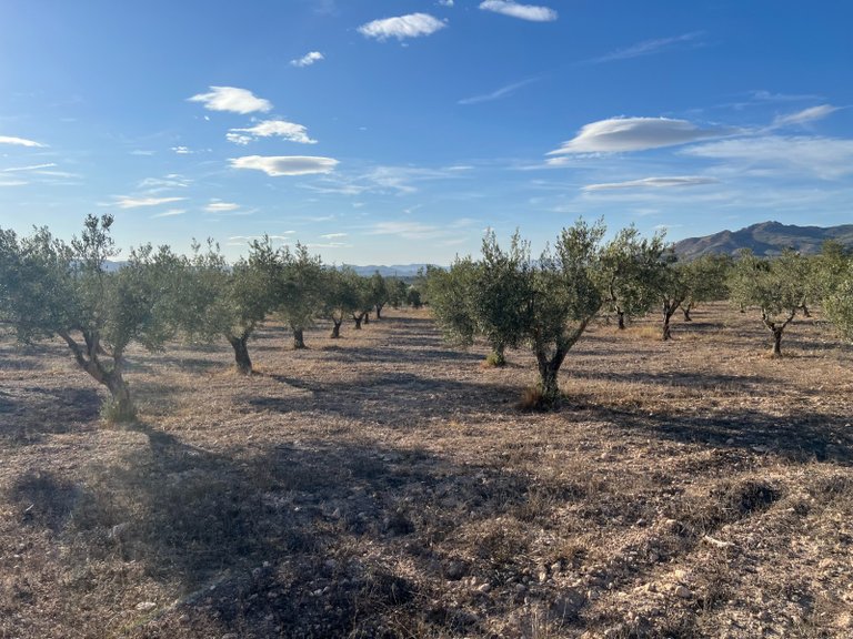 Country House for Sale in Sax, Alicante 14