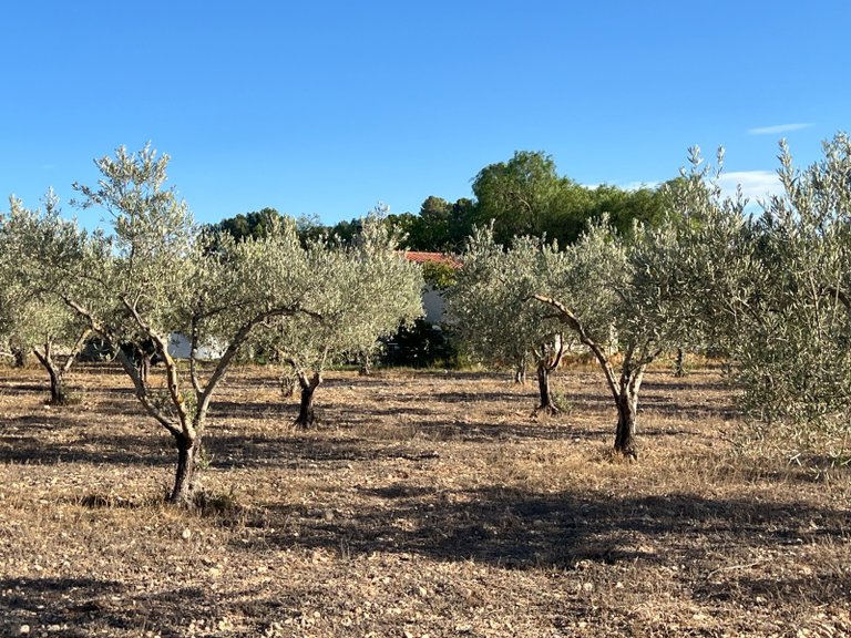 Country House for Sale in Sax, Alicante 3