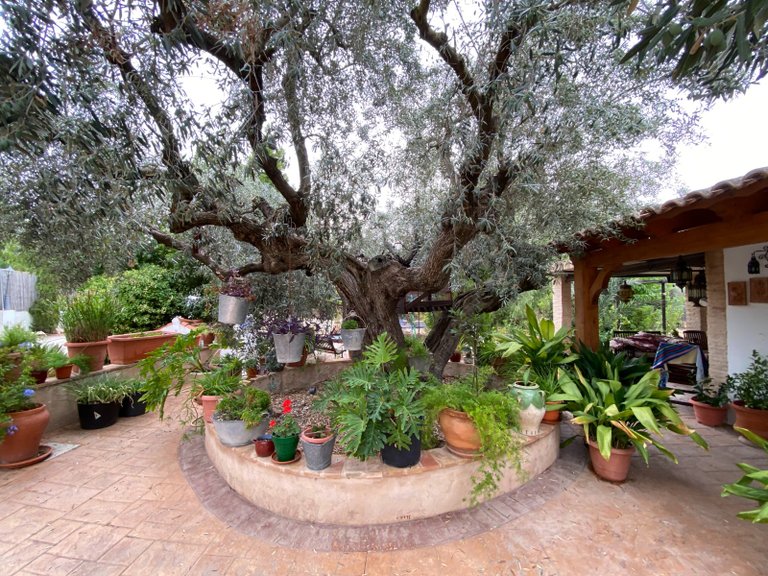 Villa for Sale in Sax, Alicante 48