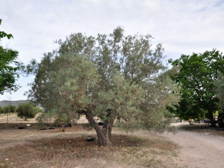 Villa for Sale in Salinas, Alicante 27