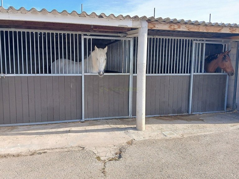 Country House for Sale in Monóvar, Alicante 2