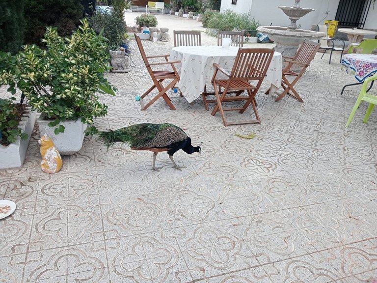 Villa for Sale in Sax, Alicante 12