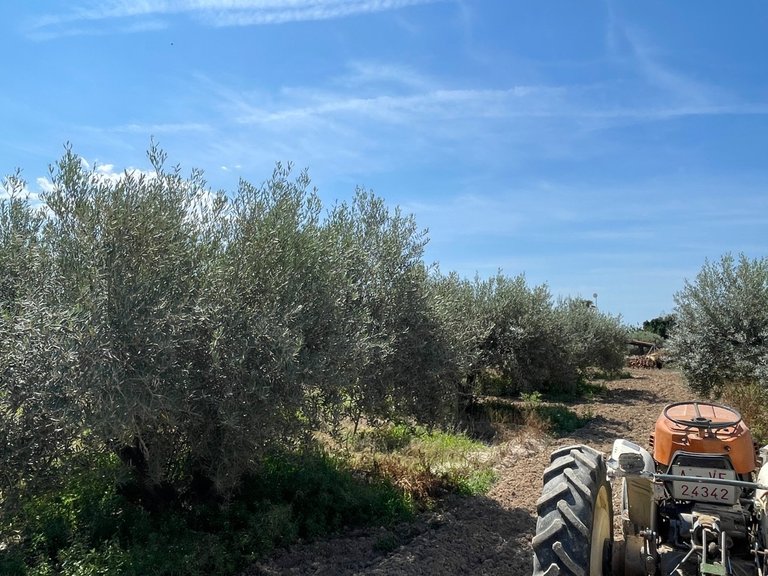 Villa for Sale in Crevillente, Alicante 20