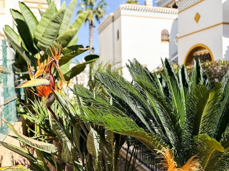 Apartment for Sale in Torrevieja, Alicante 39