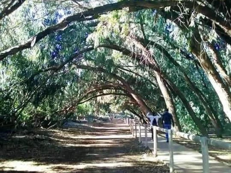 Villa for Sale in Torrevieja, Alicante 11