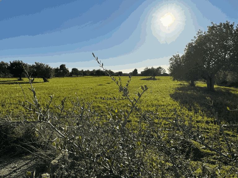 Plot for Sale in Llucmajor, Balearic Islands 2