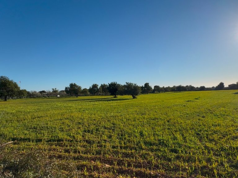 Plot for Sale in Llucmajor, Balearic Islands 5