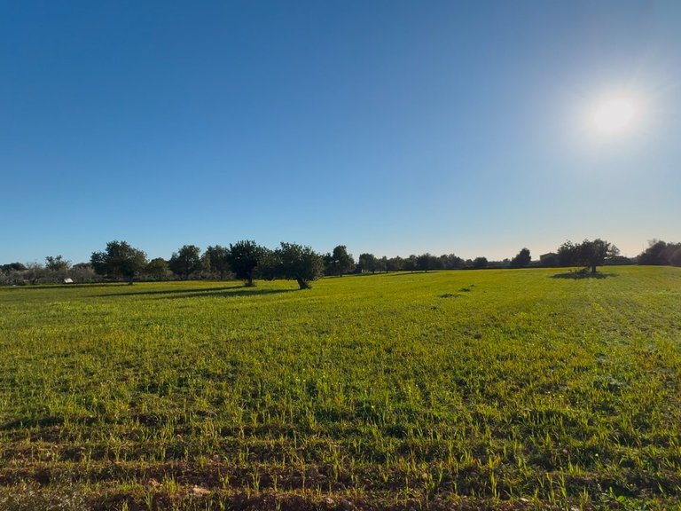 Plot for Sale in Llucmajor, Balearic Islands 4