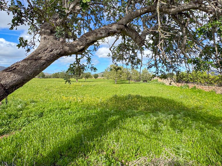 Plot for Sale in Llucmajor, Balearic Islands 6