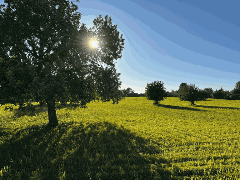 Plot for Sale in Llucmajor, Balearic Islands 1