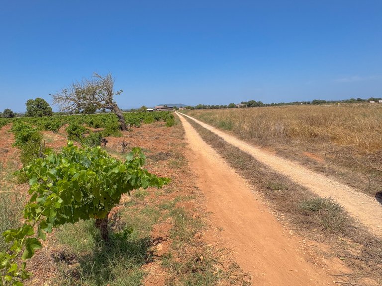 Plot for Sale in Felanitx, Balearic Islands 1
