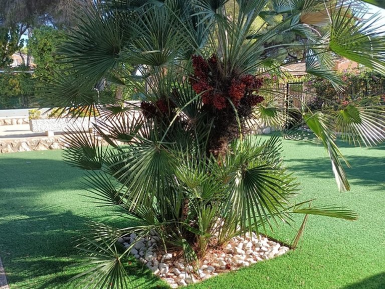 Villa for Sale in Costa Blanca Campoamor, Alicante 39