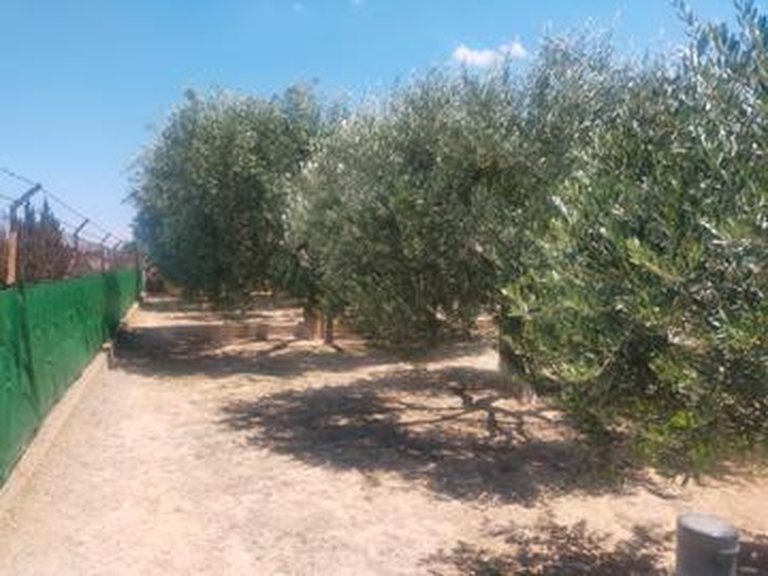 Villa for Sale in Costa Blanca Elche, Alicante 18