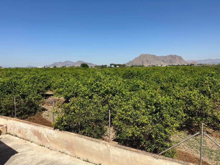 Town House for Sale in Benejuzar, Alicante 18