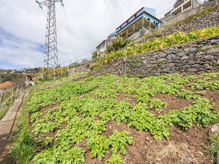 Plot for Sale in Câmara De Lobos, Ilha Da Madeira, Portugal 8