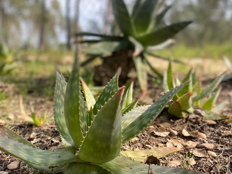 Plot for Sale in Alcácer Do Sal, Setúbal, Portugal 5