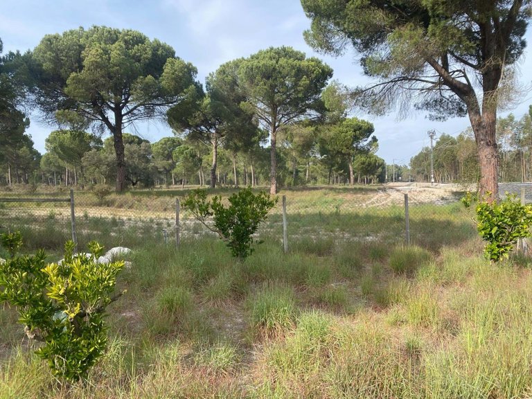 Plot for Sale in Alcácer Do Sal, Setúbal, Portugal 6
