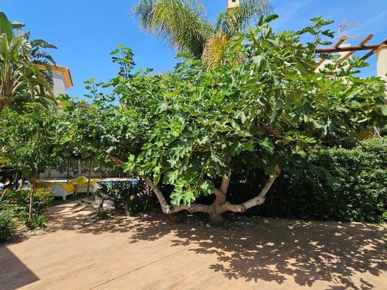 Villa for Sale in Vera, Almeria 7
