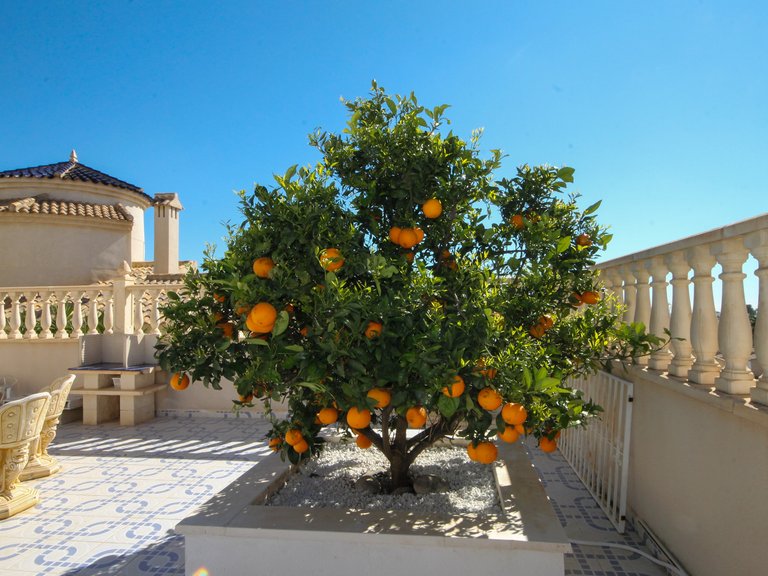 Villa for Sale in Villamartin, Alicante 36