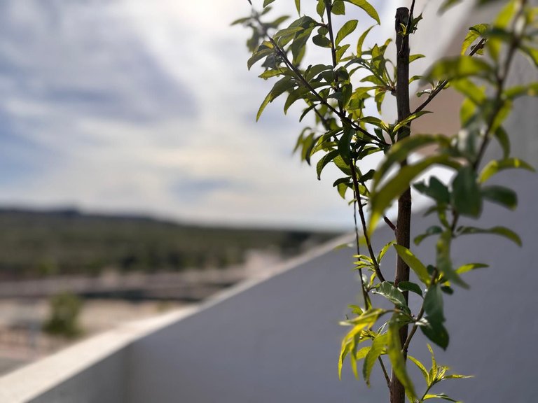 Apartment for Sale in San Miguel De Salinas, Alicante 16