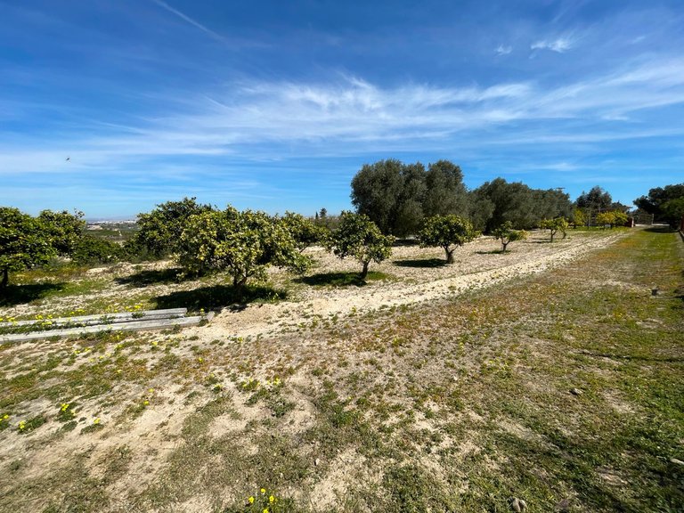 Villa for Sale in Guardamar Del Segura, Alicante 39
