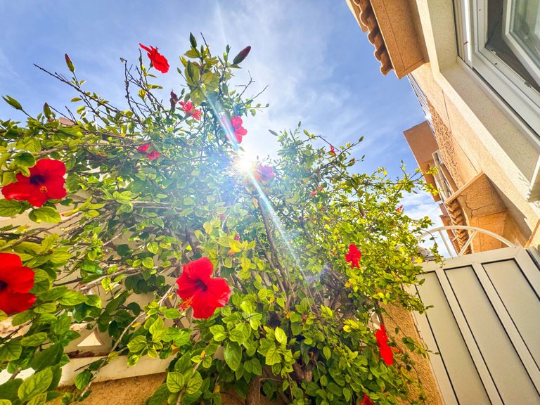Town House for Sale in Torrevieja, Alicante 32