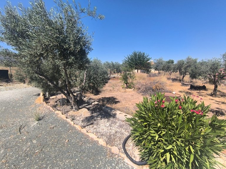 Country House for Sale in Pinoso, Alicante 10