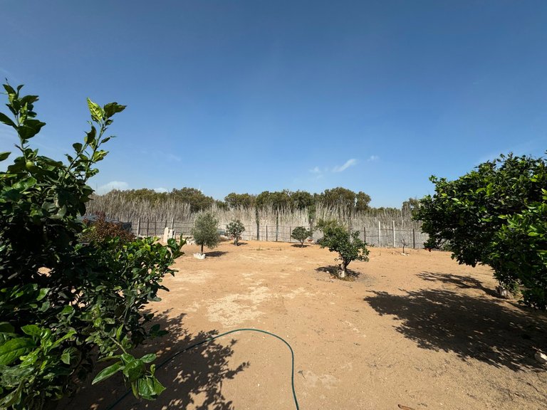 Villa for Sale in Guardamar Del Segura, Alicante 8