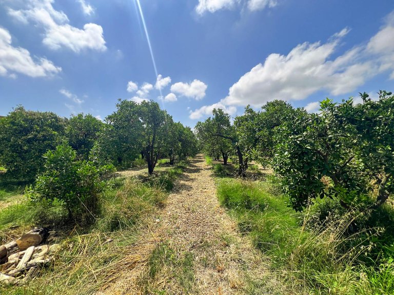 Plot for Sale in San Martín Del Tesorillo, Cadiz 3